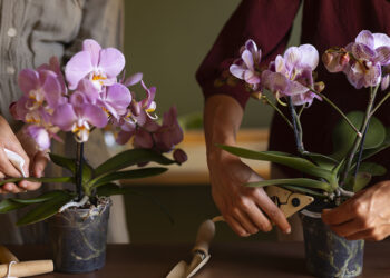 Inscrições abertas para curso que usa orquídeas como modelo para estudar biologia e conservação – Jornal da USP