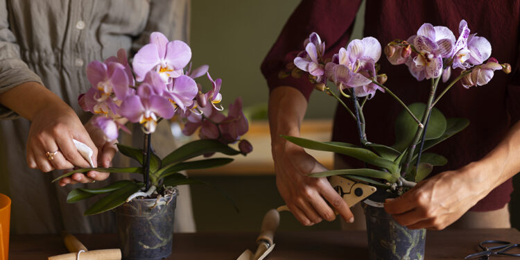 Inscrições abertas para curso que usa orquídeas como modelo para estudar biologia e conservação – Jornal da USP