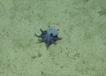Cientistas descobrem nova espécie de polvo em Galápagos