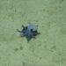 Cientistas descobrem nova espécie de polvo em Galápagos