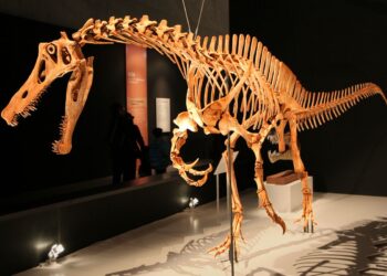 A disputa pelo retorno do dinossauro Irritator ao Brasil