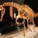A disputa pelo retorno do dinossauro Irritator ao Brasil