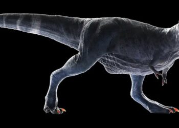 Desvendado o mistério dos braços curtos do T-Rex