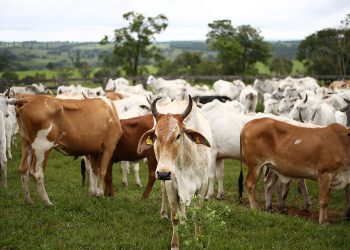 Cerca de 41% da produção mundial de grãos é destinada à alimentação animal – Jornal da USP