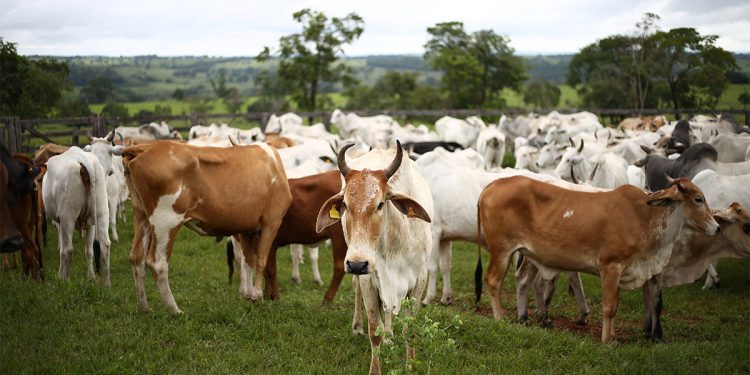 Cerca de 41% da produção mundial de grãos é destinada à alimentação animal – Jornal da USP