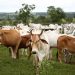 Cerca de 41% da produção mundial de grãos é destinada à alimentação animal – Jornal da USP