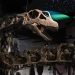 Tailândia identifica maior dinossauro já encontrado no Sudeste Asiático