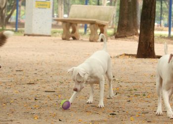 Lei torna crime exercício ilegal da medicina veterinária 