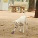 Lei torna crime exercício ilegal da medicina veterinária